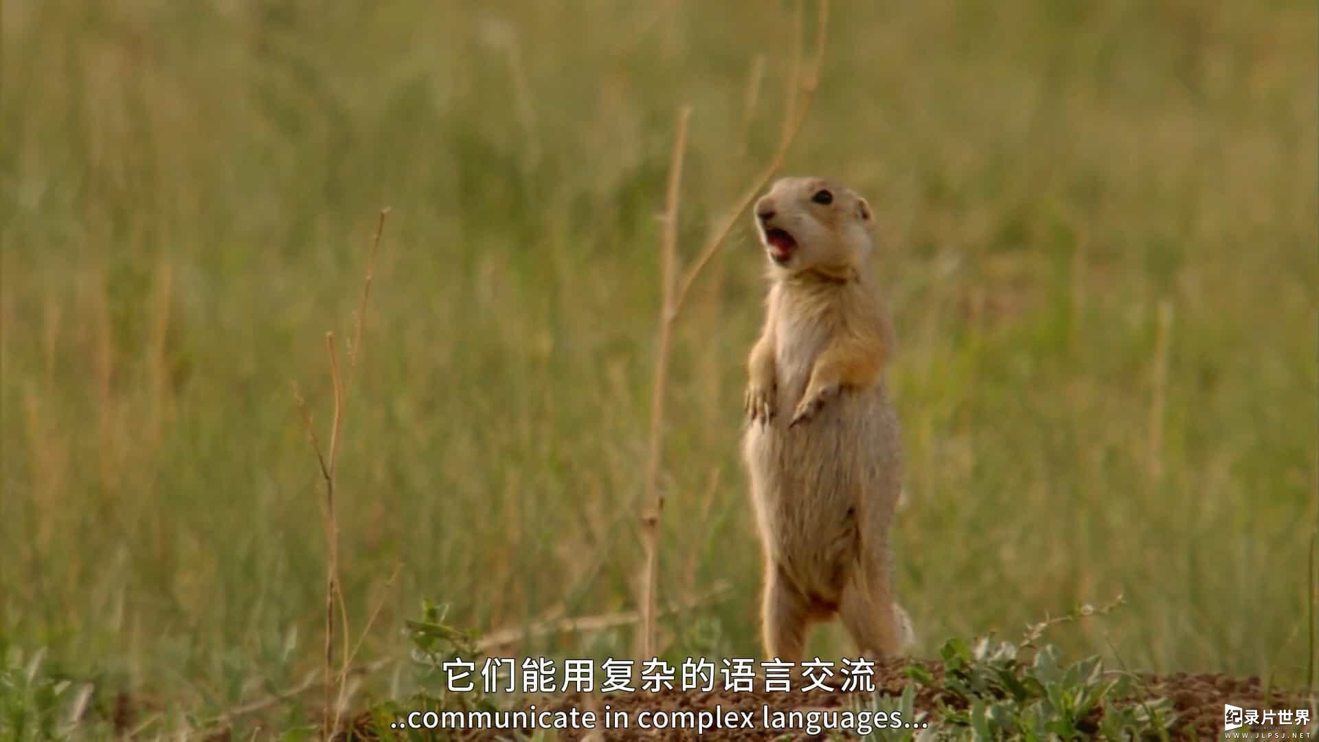 BBC纪录片《了不起的松鼠 The Super Squirrels 2018》全1集