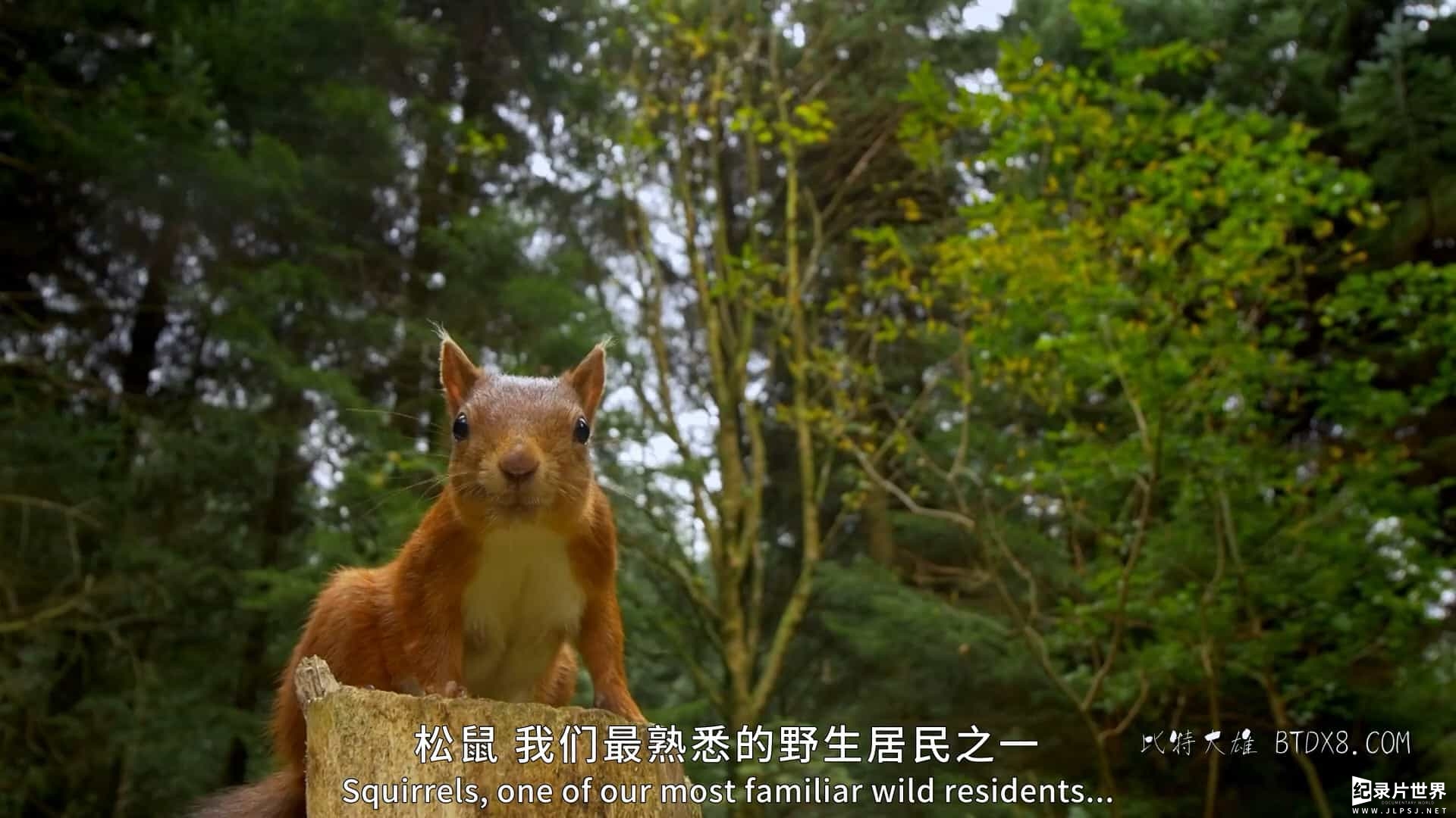 BBC纪录片《了不起的松鼠 The Super Squirrels 2018》全1集