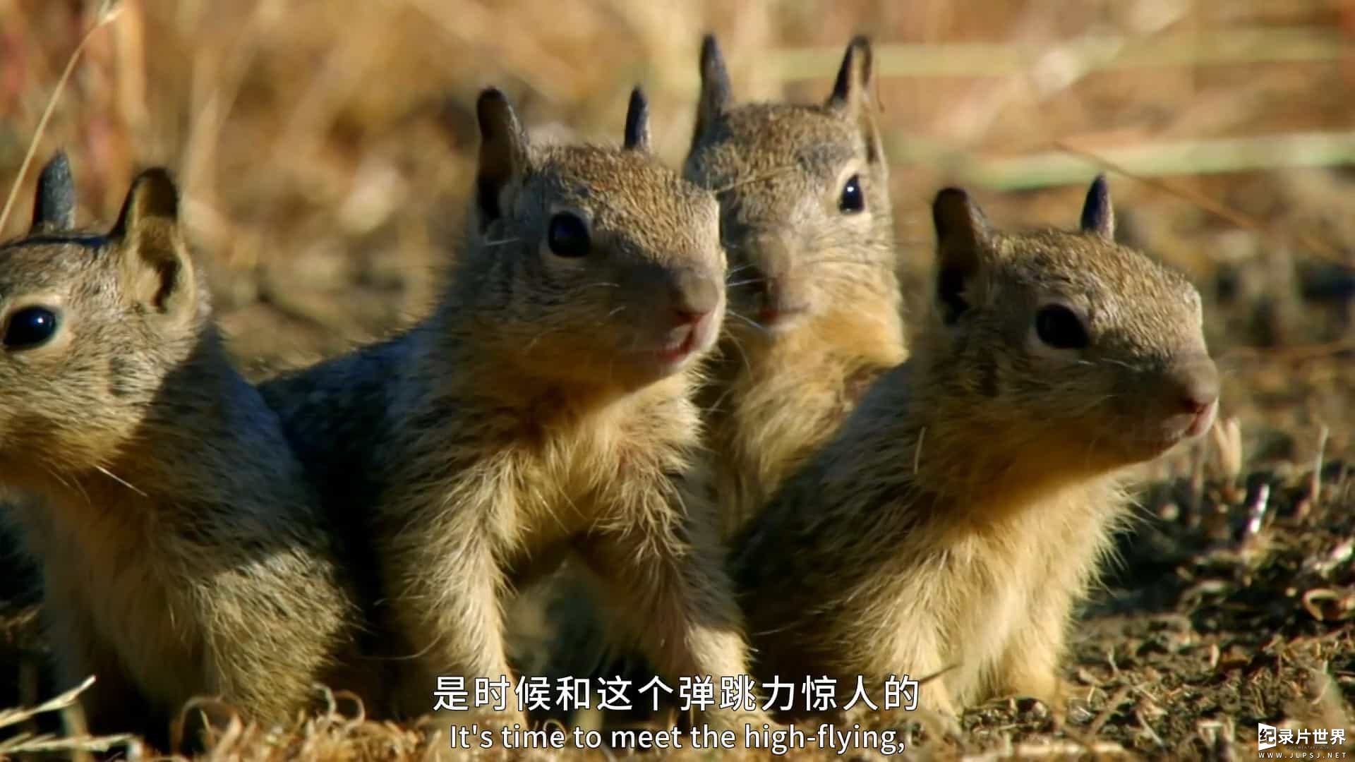 BBC纪录片《了不起的松鼠 The Super Squirrels 2018》全1集