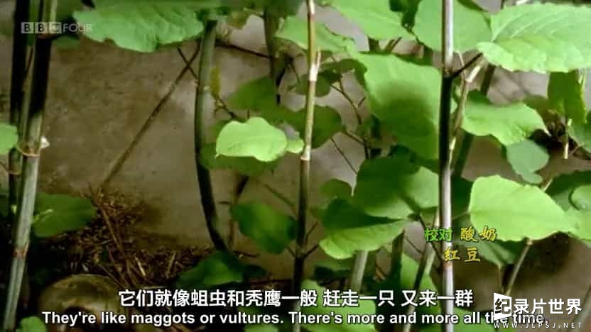  BBC纪录片《野草奇妙物语/奇妙的杂草/ The Wonder of Weeds》全1集