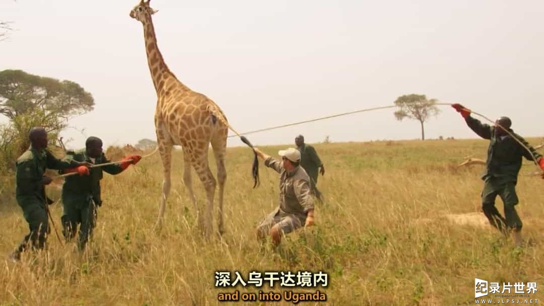 BBC纪录片《长颈鹿：非洲的温柔巨人/ Giraffes: Africa's Gentle Giants 2016》全1集