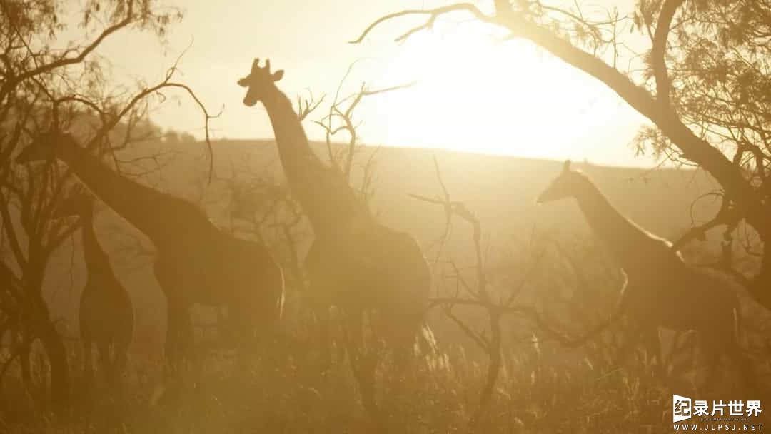 BBC纪录片《长颈鹿：非洲的温柔巨人/ Giraffes: Africa's Gentle Giants 2016》全1集