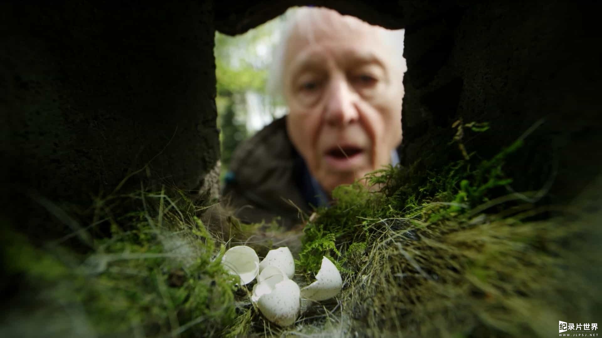 BBC纪录片《大卫爱登堡 自然世界：蛋/大卫爱登堡：蛋的奇迹 Attenborough's Wonder of Eggs 2018》全1集 