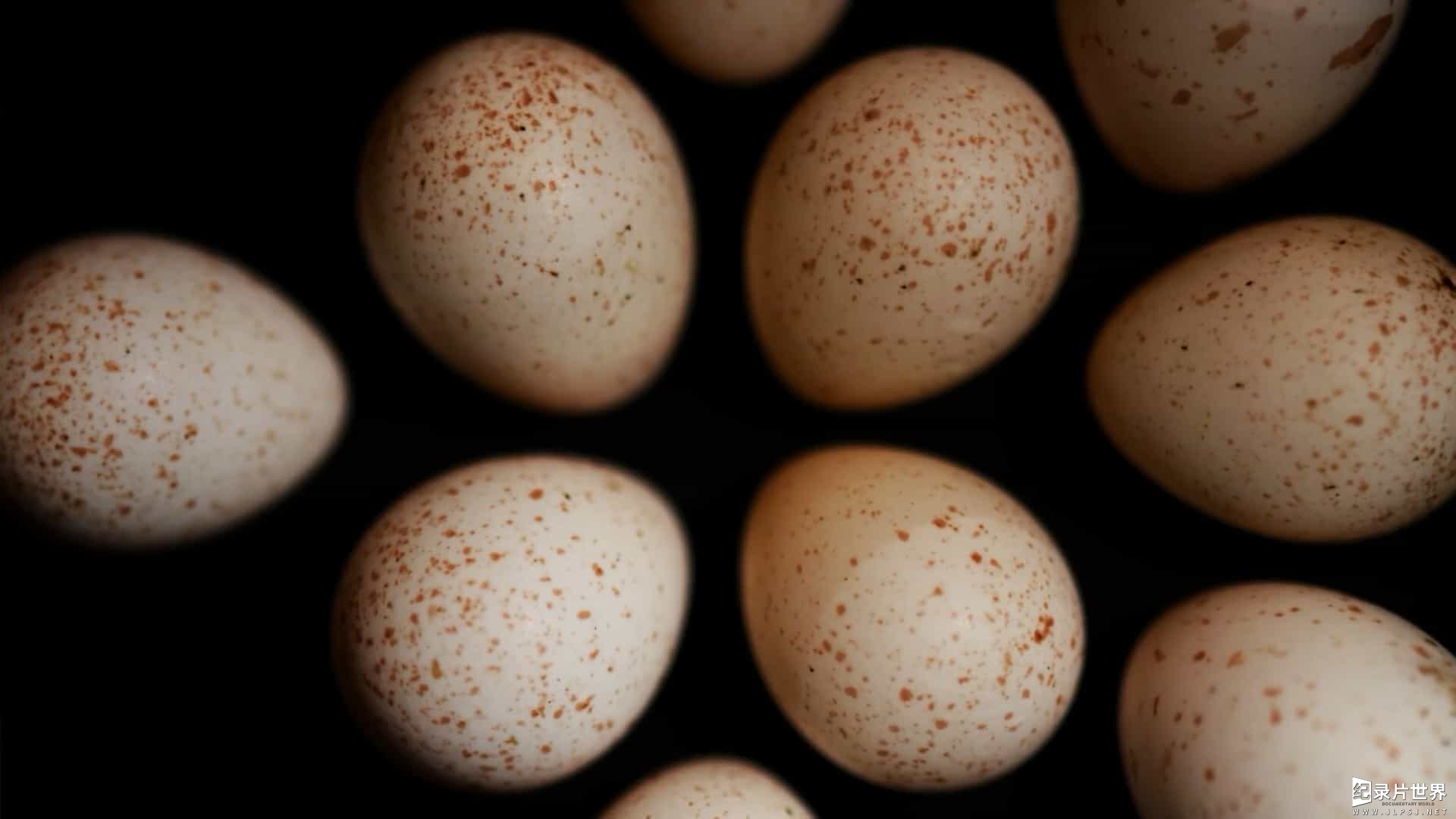 BBC纪录片《大卫爱登堡 自然世界：蛋/大卫爱登堡：蛋的奇迹 Attenborough's Wonder of Eggs 2018》全1集 