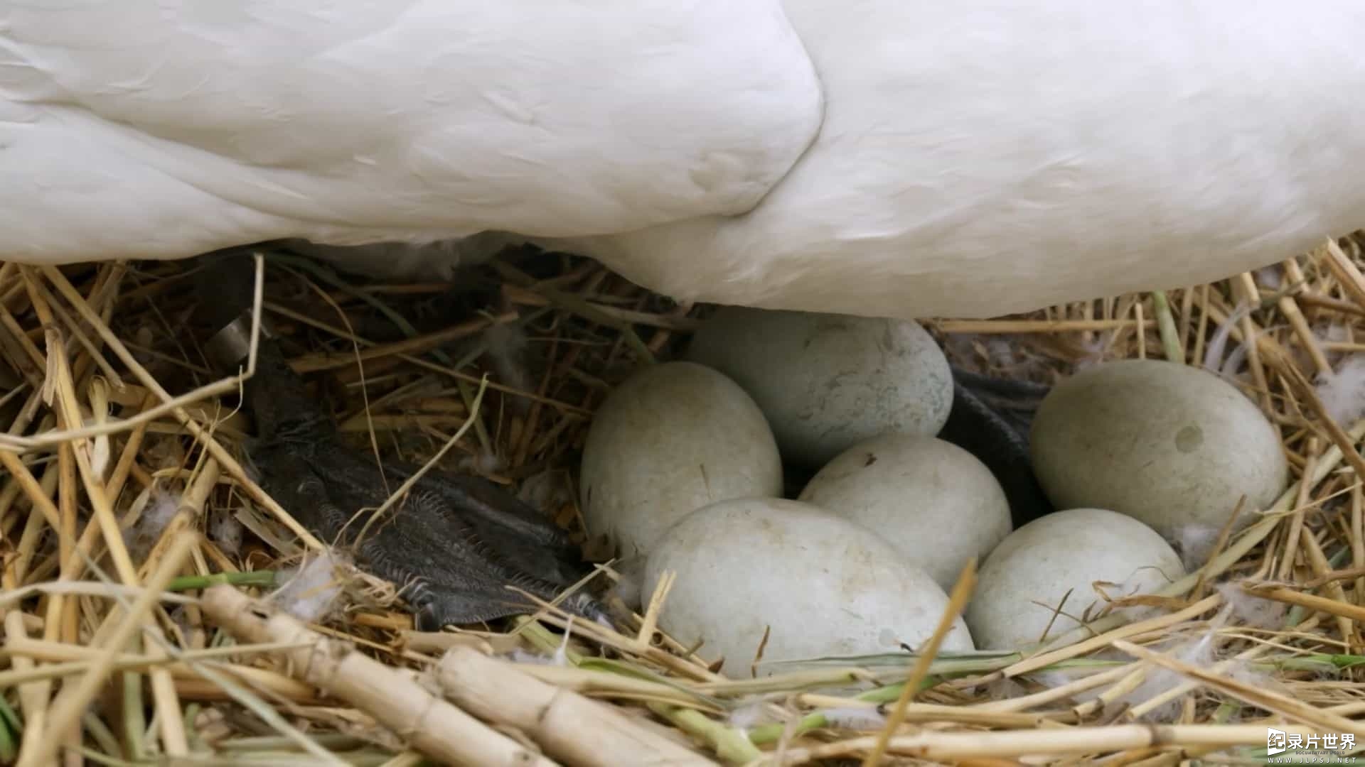 BBC纪录片《大卫爱登堡 自然世界：蛋/大卫爱登堡：蛋的奇迹 Attenborough's Wonder of Eggs 2018》全1集 