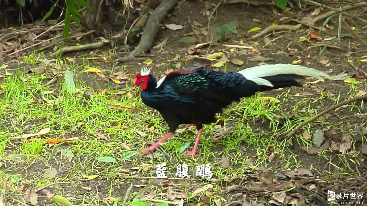 台湾纪录片《山海台湾 Taiwan Where Mountains Meet The Sea》全1集