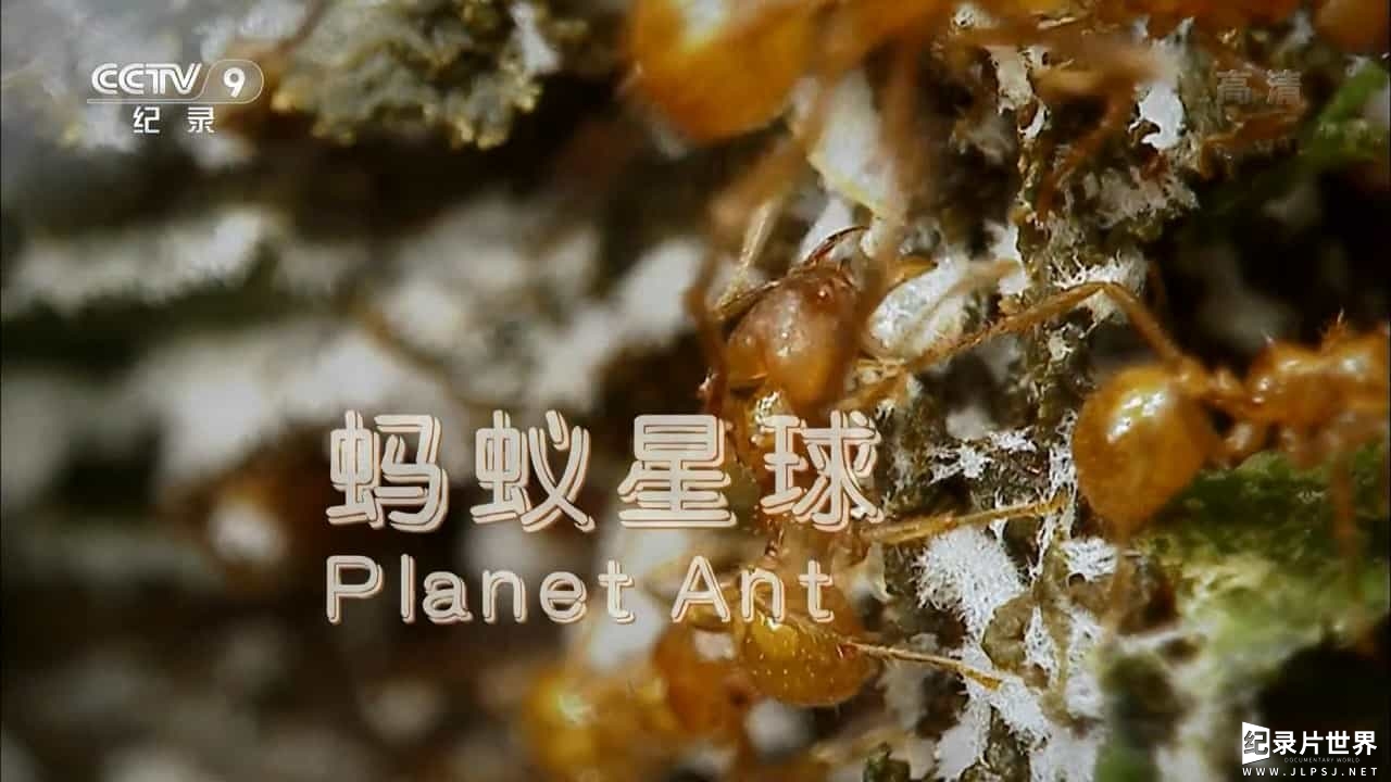 BBC纪录片《蚂蚁星球/蚂蚁国度/蚂蚁星球 Planet Ant:Life Inside the Colony 2013》全1集