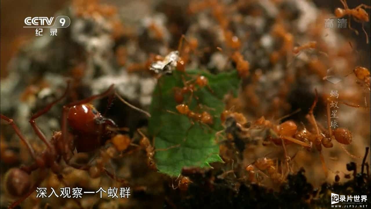BBC纪录片《蚂蚁星球/蚂蚁国度/蚂蚁星球 Planet Ant:Life Inside the Colony 2013》全1集