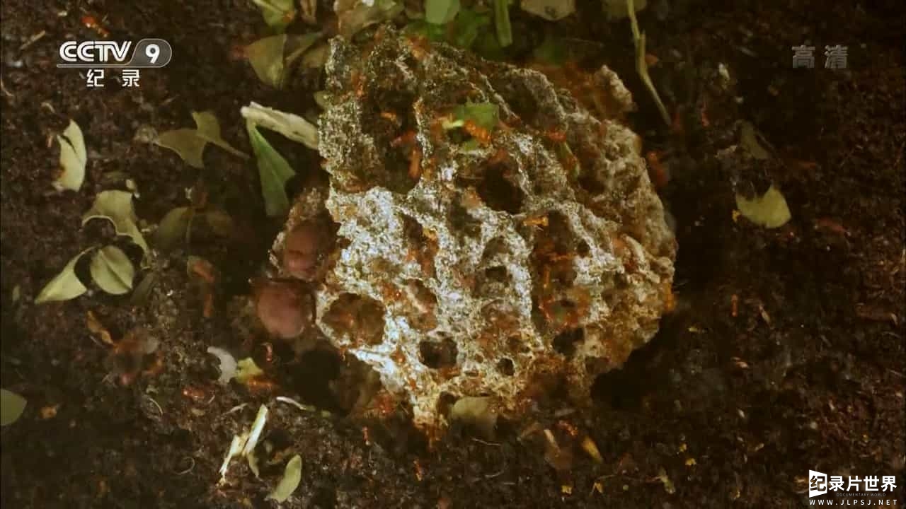 BBC纪录片《蚂蚁星球/蚂蚁国度/蚂蚁星球 Planet Ant:Life Inside the Colony 2013》全1集