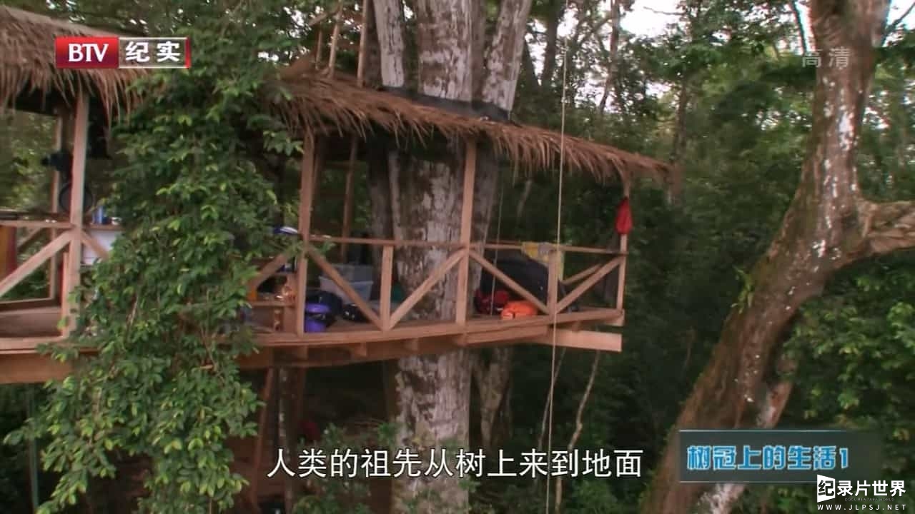 BBC纪录片《树冠上的生活 Life in the Canopy 2010》全3集