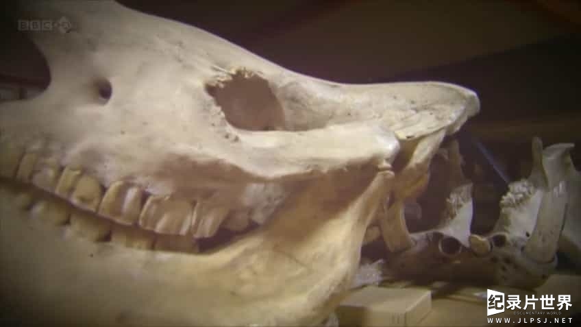 BBC纪录片《重建古人类原貌/史前尸检 Prehistoric Autopsy 2012》全3集