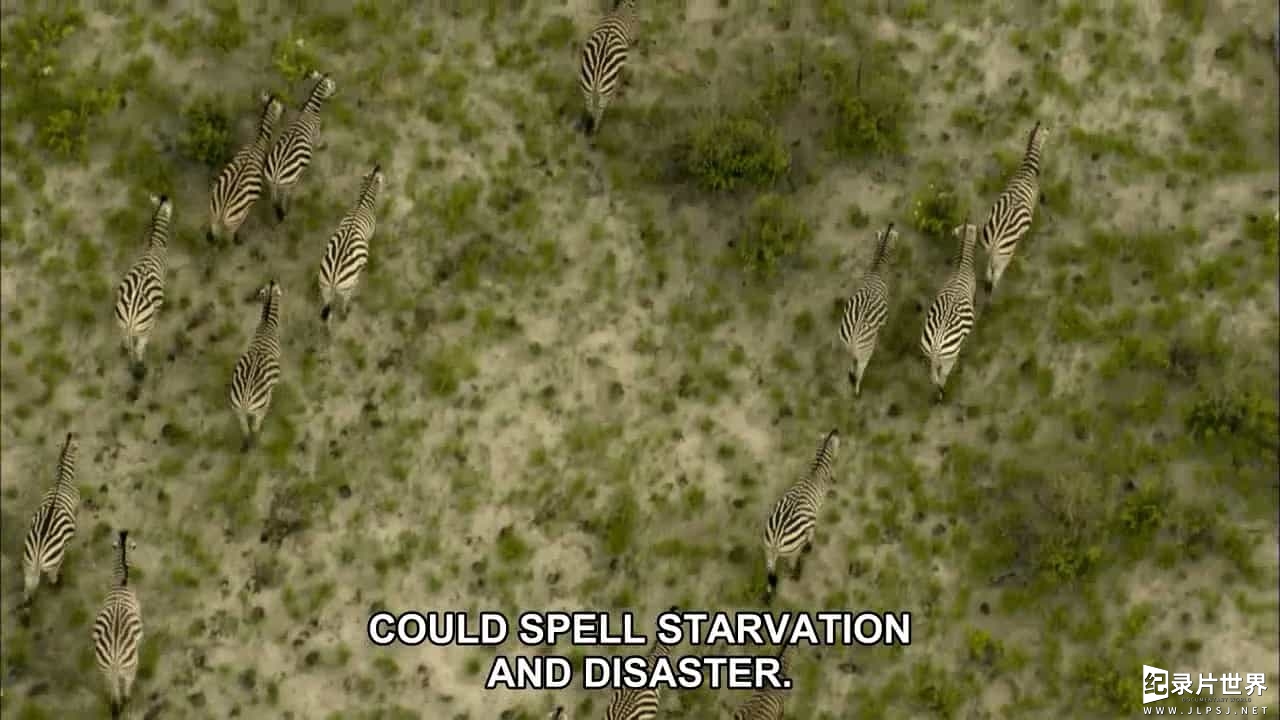 BBC纪录片《自然伟大竞赛—斑马 Nature's Great Race Zebra 2017》全1集