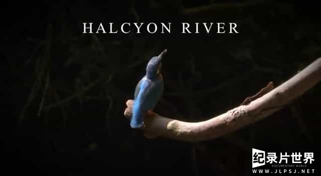 BBC纪录片《翠鸟河日记 Halcyon River Diaries 2010》全4集