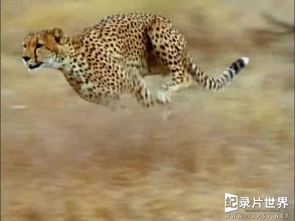 BBC纪录片《镜头前的五虎将 World Five Big Cats and a Camera 2004》全1集