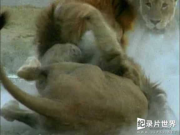 BBC纪录片《镜头前的五虎将 World Five Big Cats and a Camera 2004》全1集