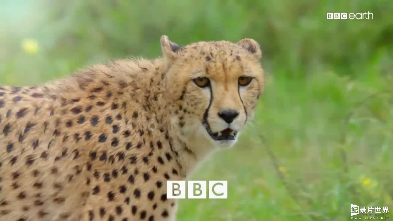 BBC纪录片《假如动物会摄影 Animals with Cameras 2018》全3集