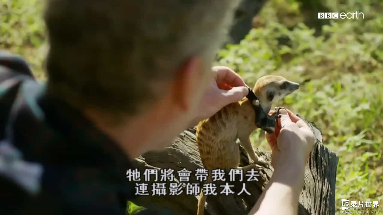 BBC纪录片《假如动物会摄影 Animals with Cameras 2018》全3集