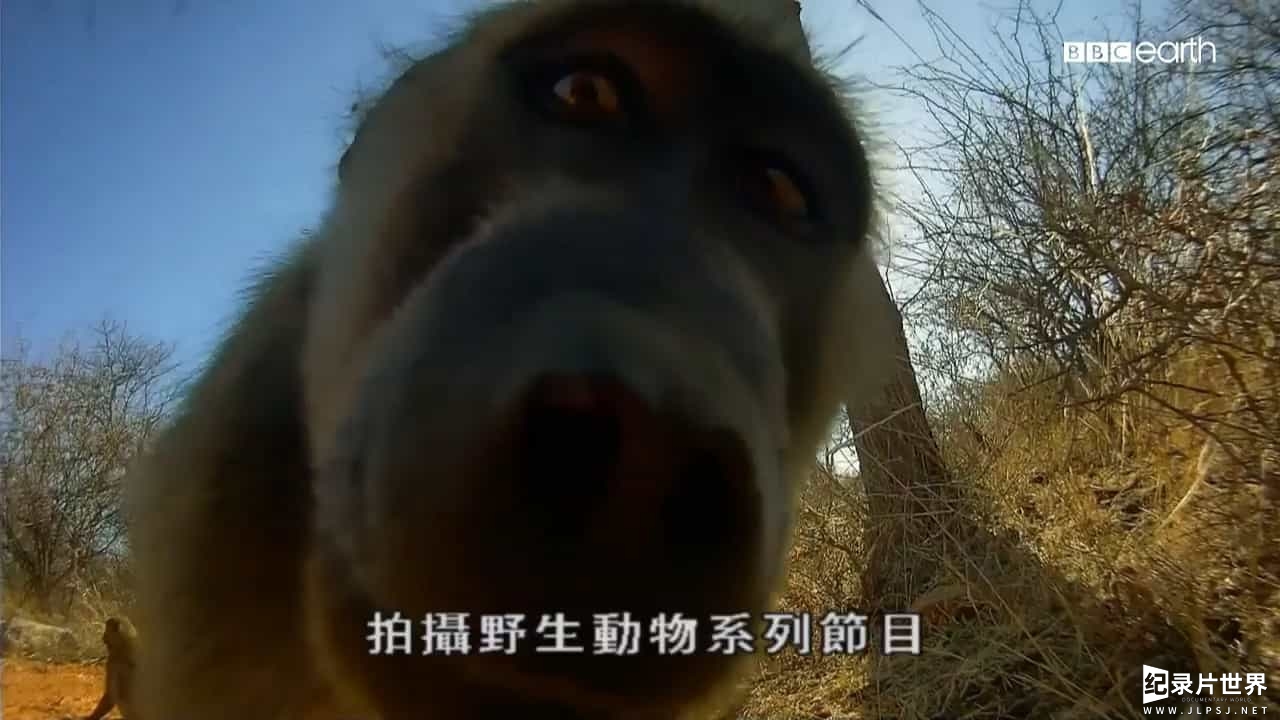 BBC纪录片《假如动物会摄影 Animals with Cameras 2018》全3集