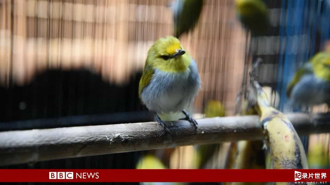 BBC纪录片《鸣禽买卖 Songbirds for Sale 2017》全1集 