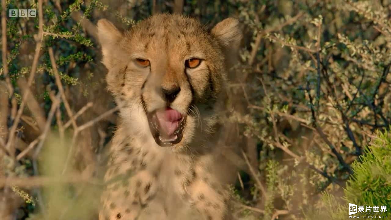 BBC纪录片《猎豹家族和我 Cheetah Family & Me 2021》第1季全2集