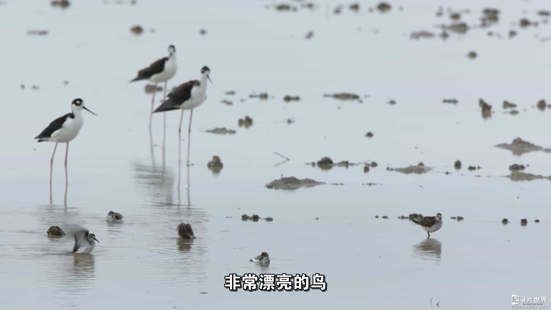 美国纪录片《观鸟者 Birders》全1集