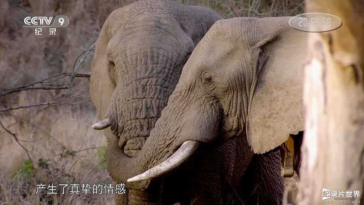 BBC纪录片《恋爱中的动物/动物情深 Animals and Love》全2集