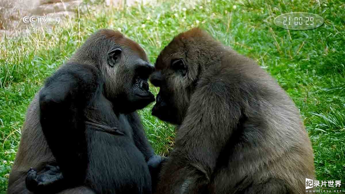 BBC纪录片《恋爱中的动物/动物情深 Animals and Love》全2集