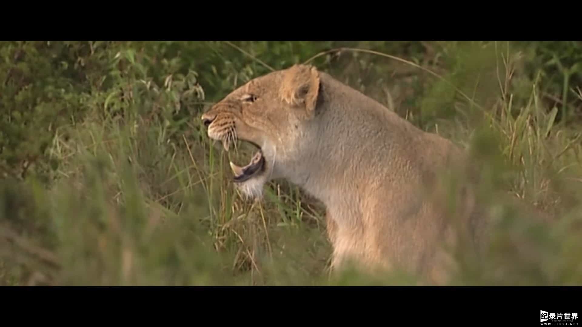 BBC纪录片《狮子：沼泽骄傲的兴衰 Lion: The Rise and Fall of the Marsh Pride 2022》全1集