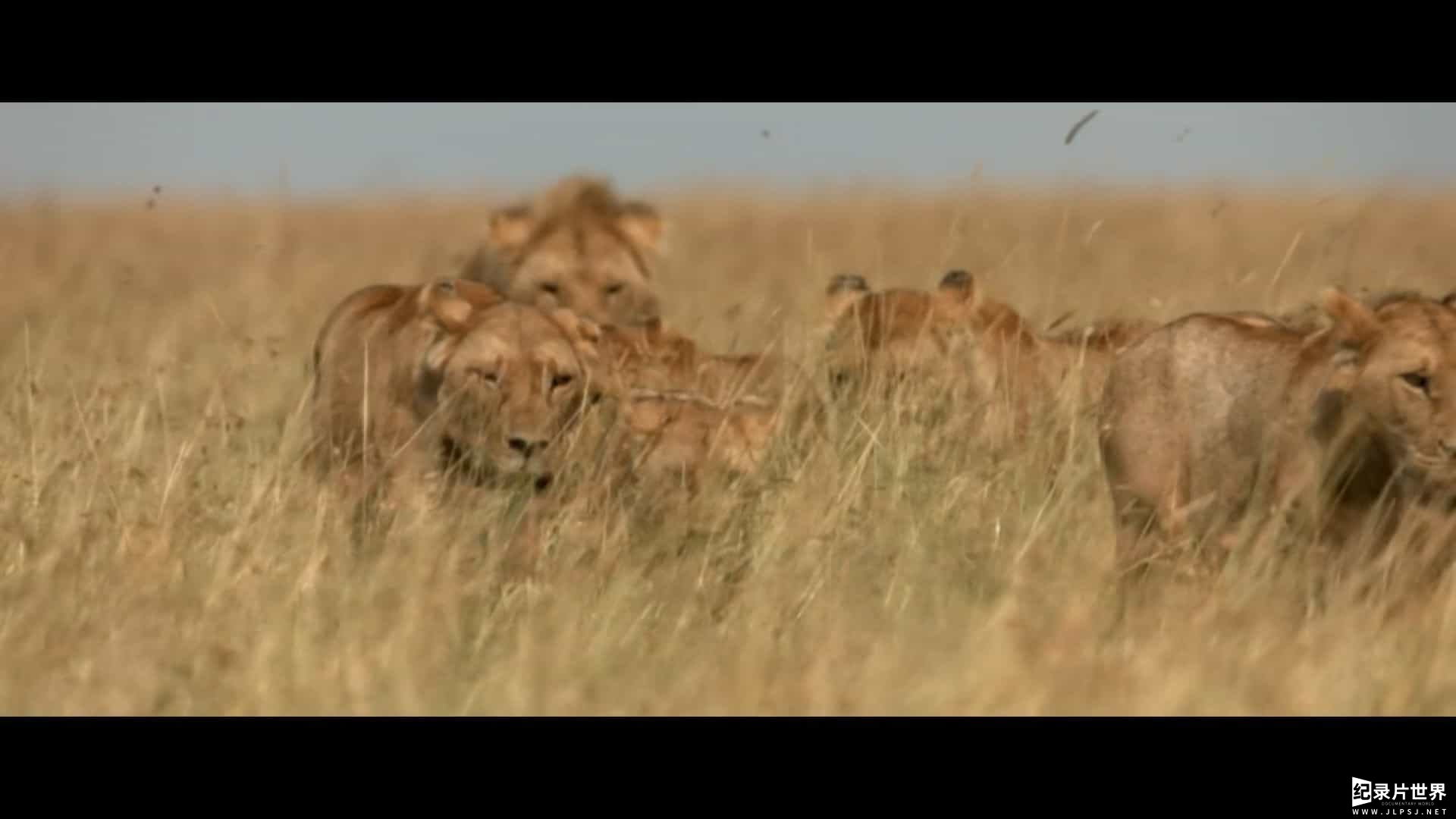 BBC纪录片《狮子：沼泽骄傲的兴衰 Lion: The Rise and Fall of the Marsh Pride 2022》全1集