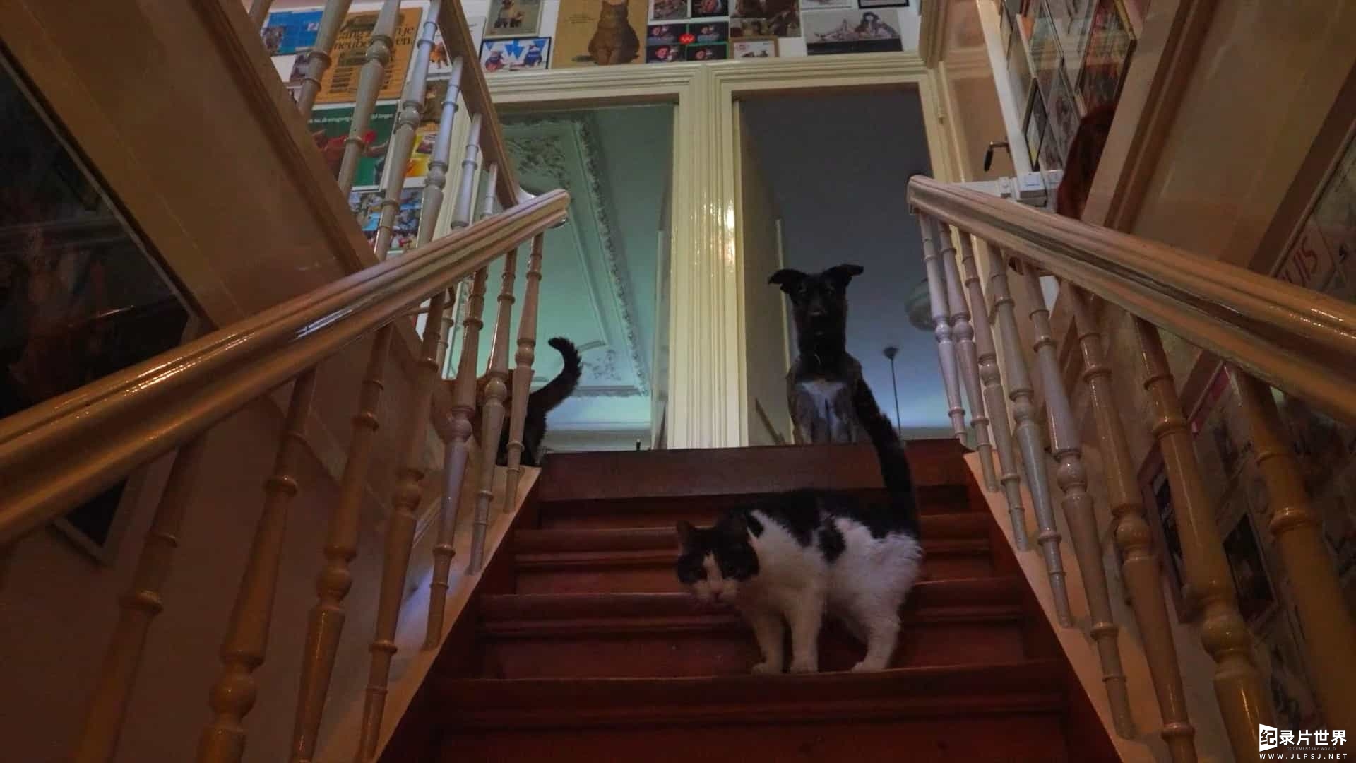 荷兰纪录片《最爱喵星人：我猫威武 Kitty Love: An Homage to Cats 2021》全1集