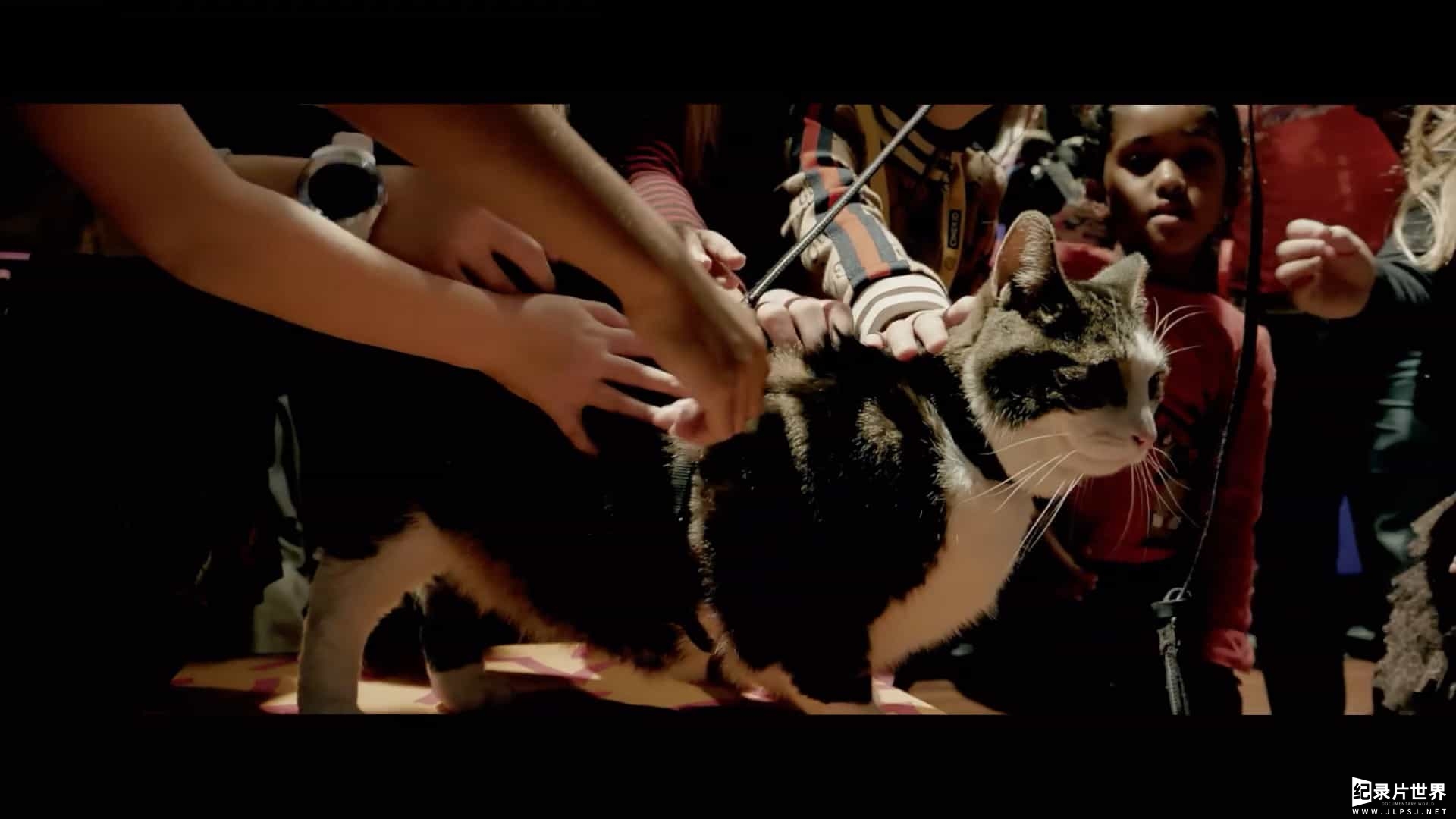 荷兰纪录片《最爱喵星人：我猫威武 Kitty Love: An Homage to Cats 2021》全1集