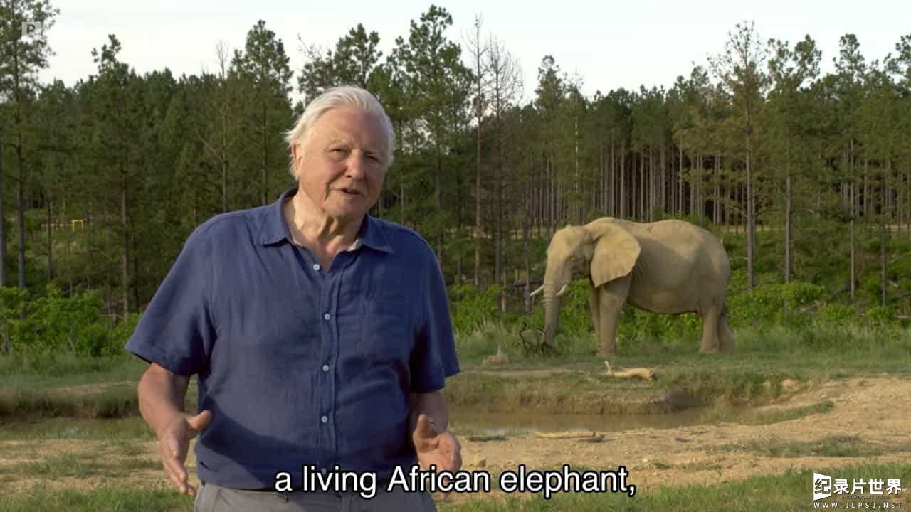 BBC纪录片《爱登堡与大象金宝/爱登堡和巨象 Attenborough and The Giant Elephant 2017》全1集