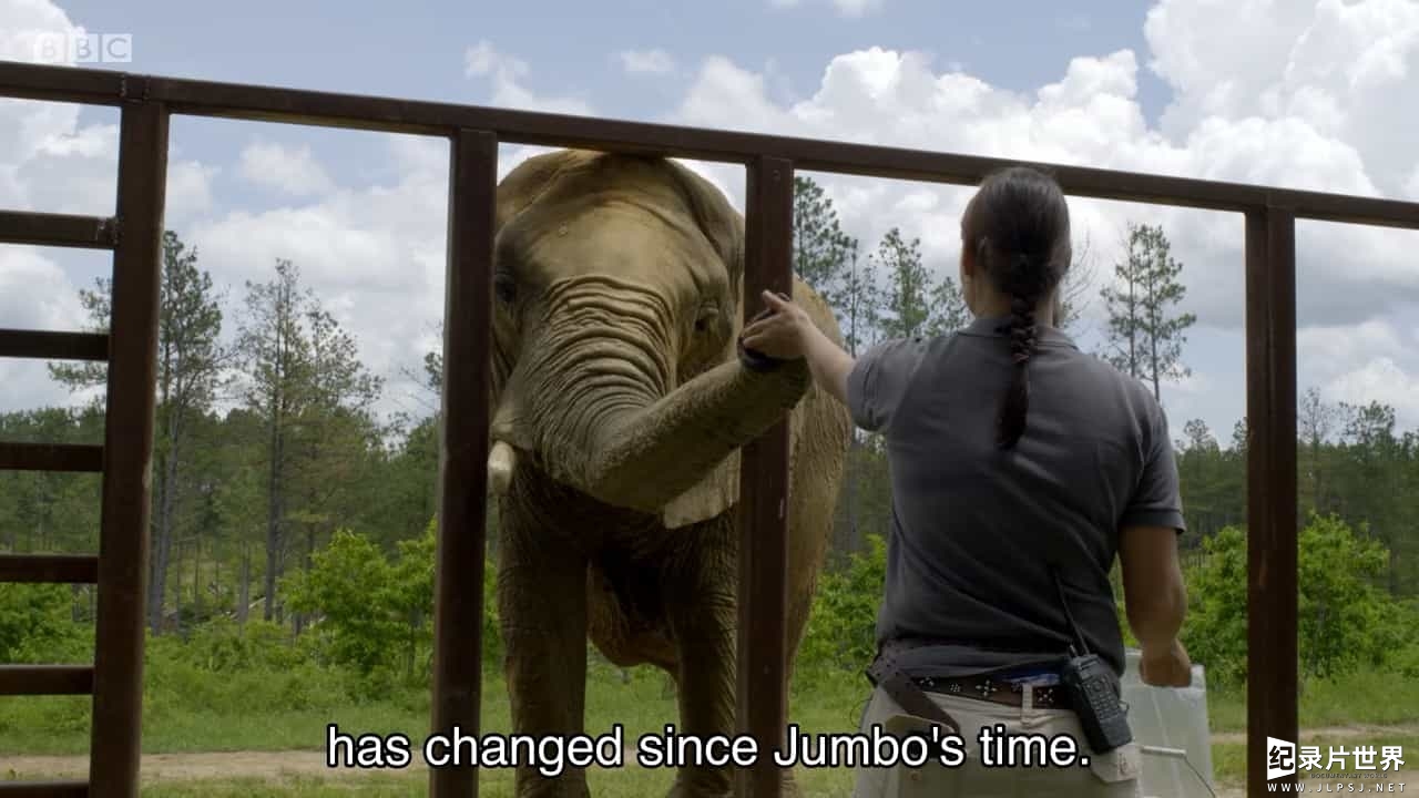 BBC纪录片《爱登堡与大象金宝/爱登堡和巨象 Attenborough and The Giant Elephant 2017》全1集