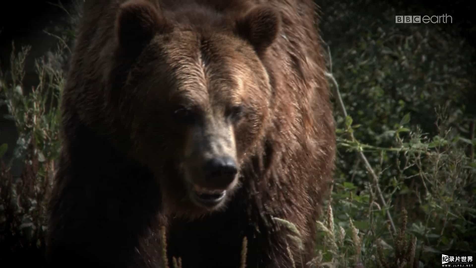 BBC纪录片/国家地理《零度以下的生活：加拿大 Life Below Zero: Canada 2022》第1-2季全17集