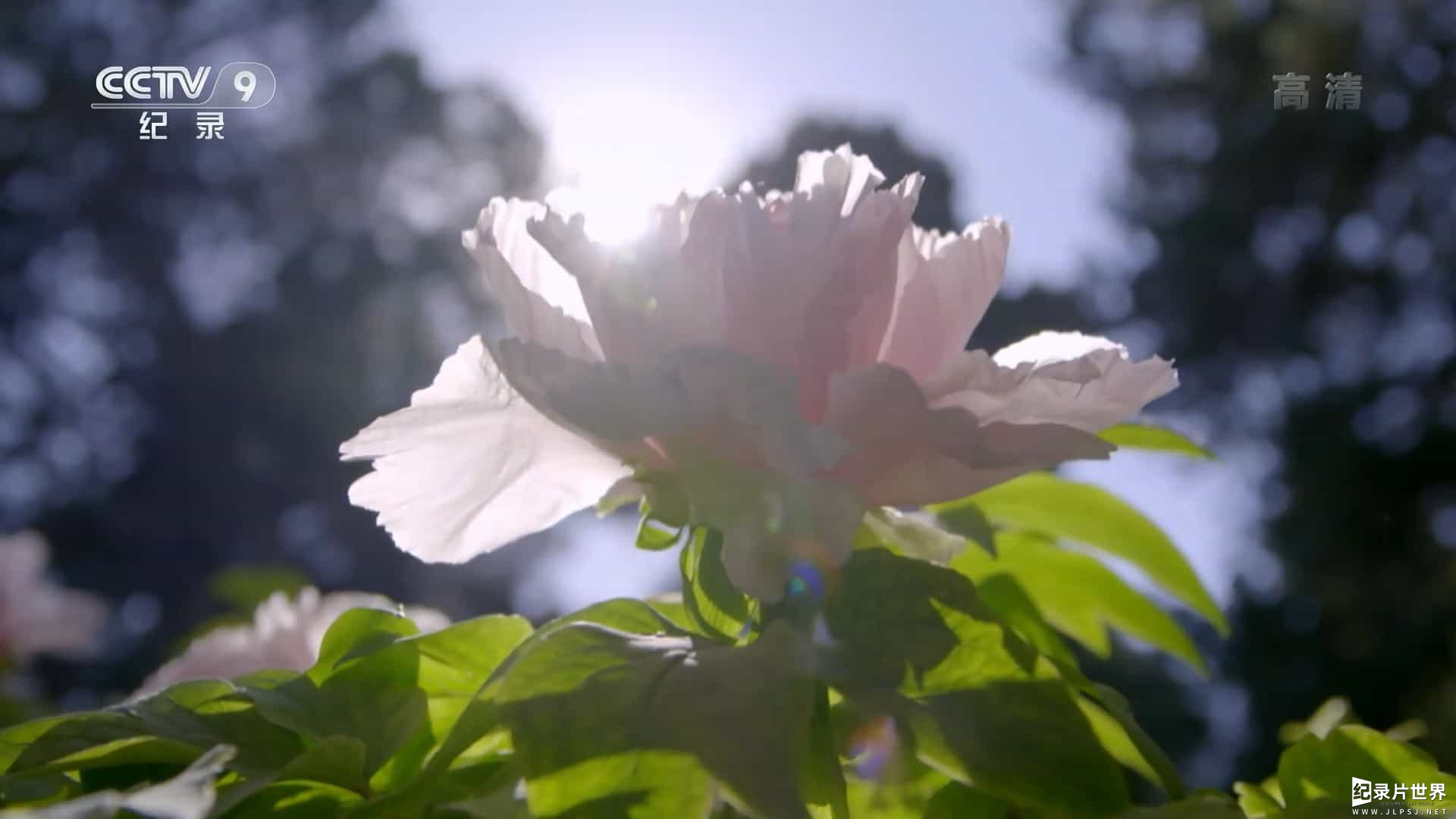 央视纪录片《花开中国 The Signature of Flowers 2020》全5集