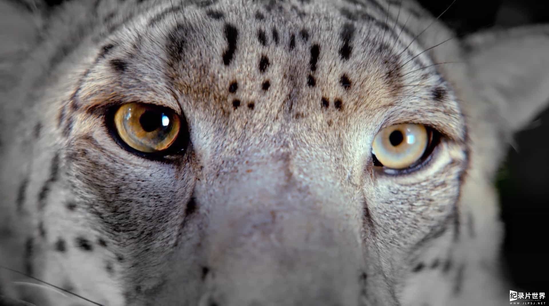 BBC纪录片《大猫/大猫：终极猎食者 Big Cats 2018》全1集