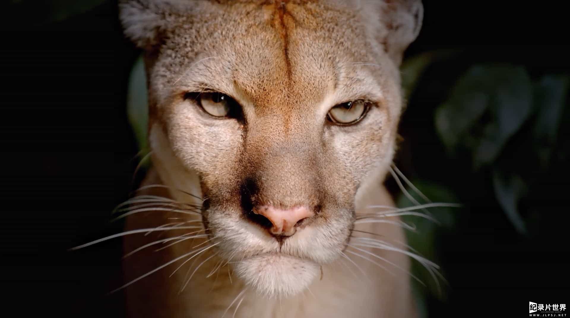 BBC纪录片《大猫/大猫：终极猎食者 Big Cats 2018》全1集