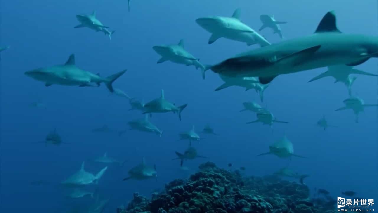 BBC纪录片《神秘的失落岛屿：鲨鱼岛 Mystery of the Lost Islands Shark Island 2017》全1集