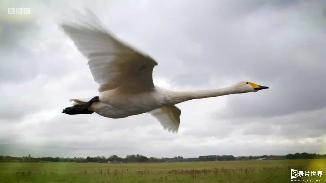 BBC纪录片《赏秋 Autumnwatch 2017》全4集