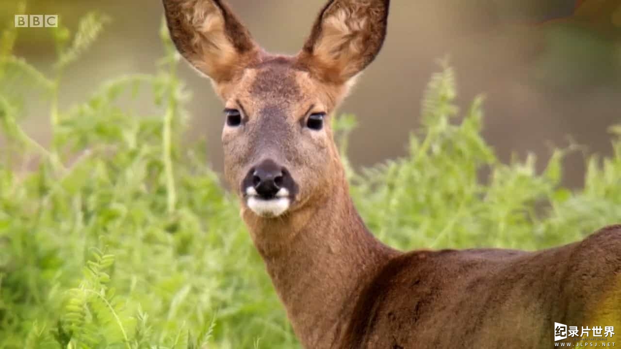 BBC纪录片《赏秋 Autumnwatch 2017》全4集