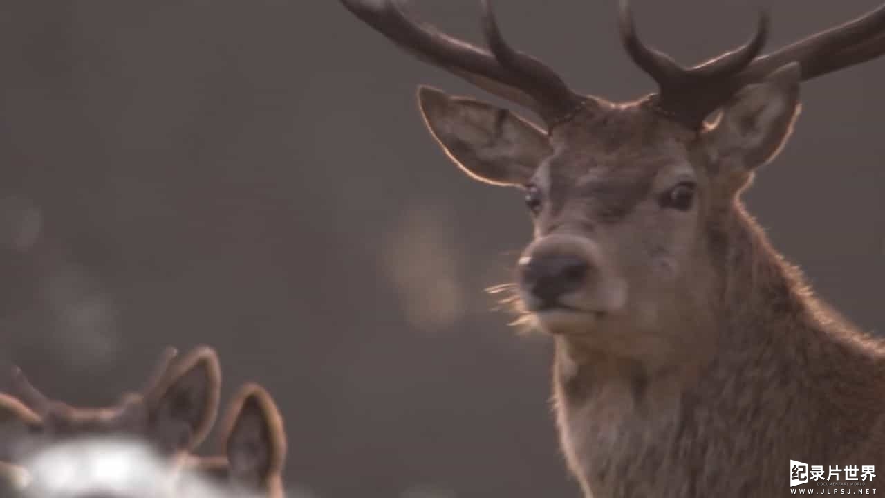 BBC纪录片《赏冬 Winterwatch 2017》全4集