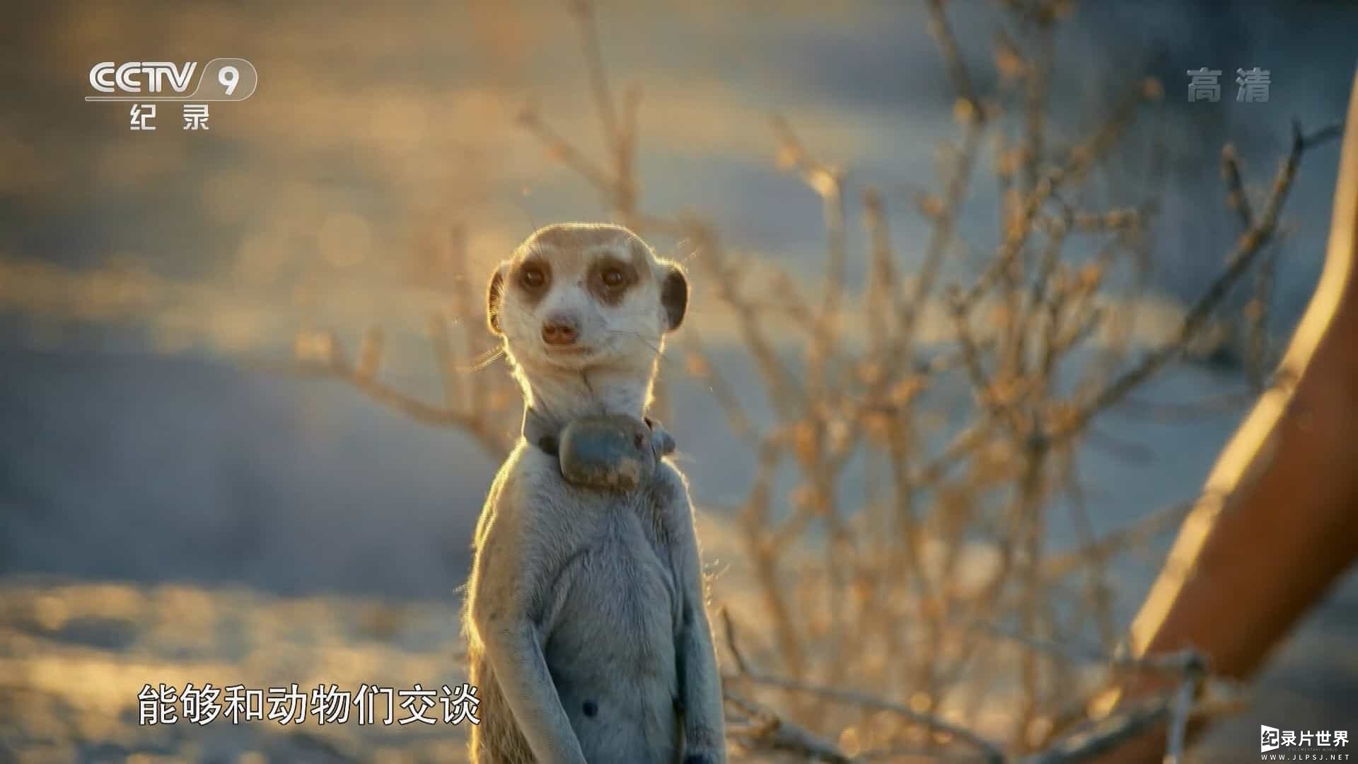 BBC纪录片《破译动物语言密码 Talk to The Animals 2017》全2集