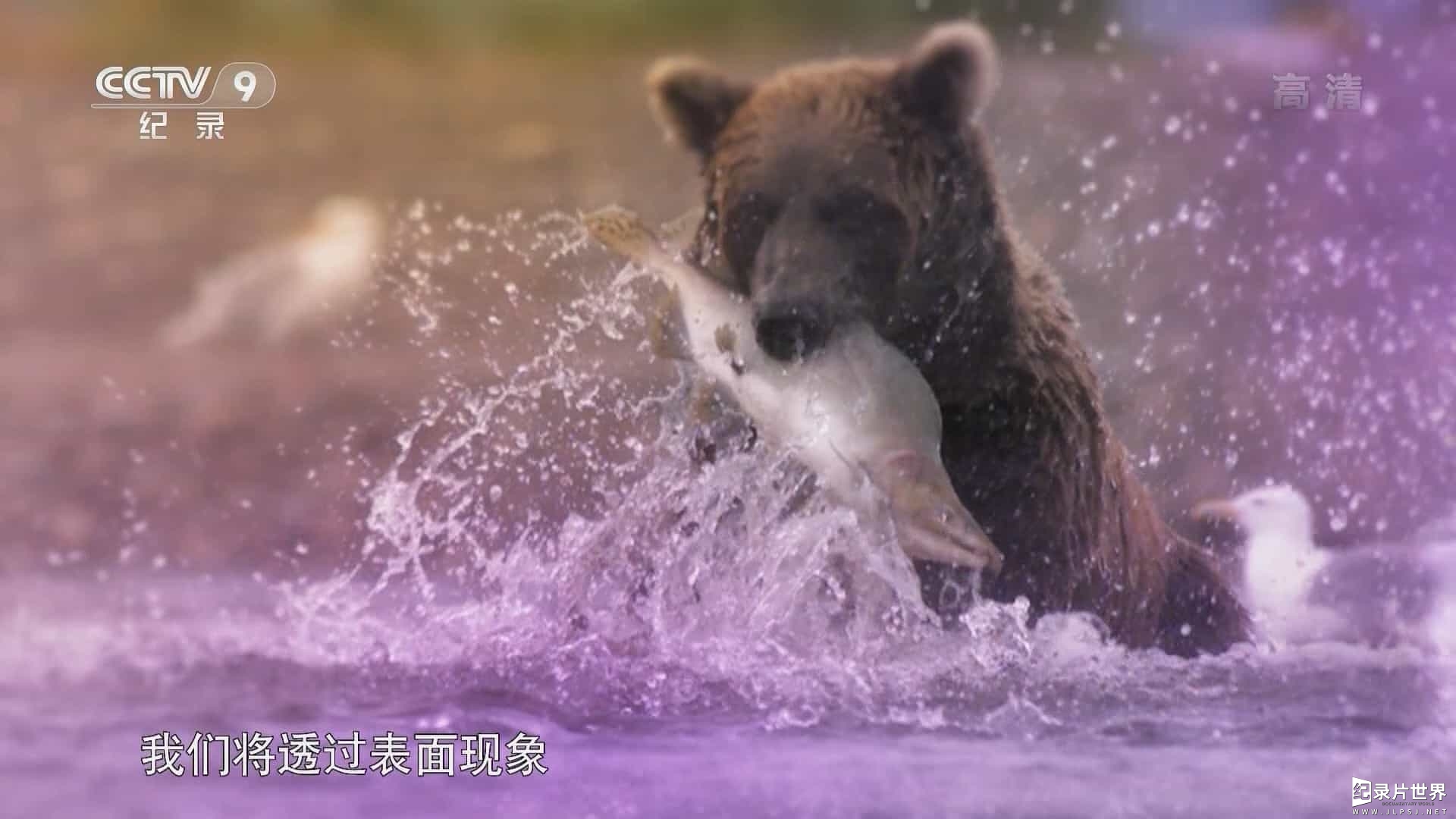 BBC纪录片《神奇动物大揭秘 The Wonder of Animals 2017》全5集