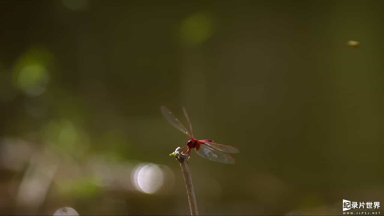 BBC纪录片《超级感官—动物的秘密能力 Super Senses The Secret Power of Animals 2014》全3集 