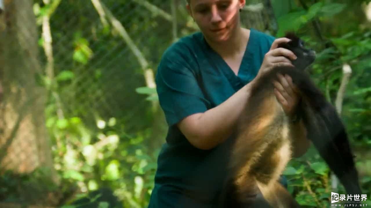 BBC纪录片《丛林动物医院 Jungle Animal Hospital 2017》全1集 