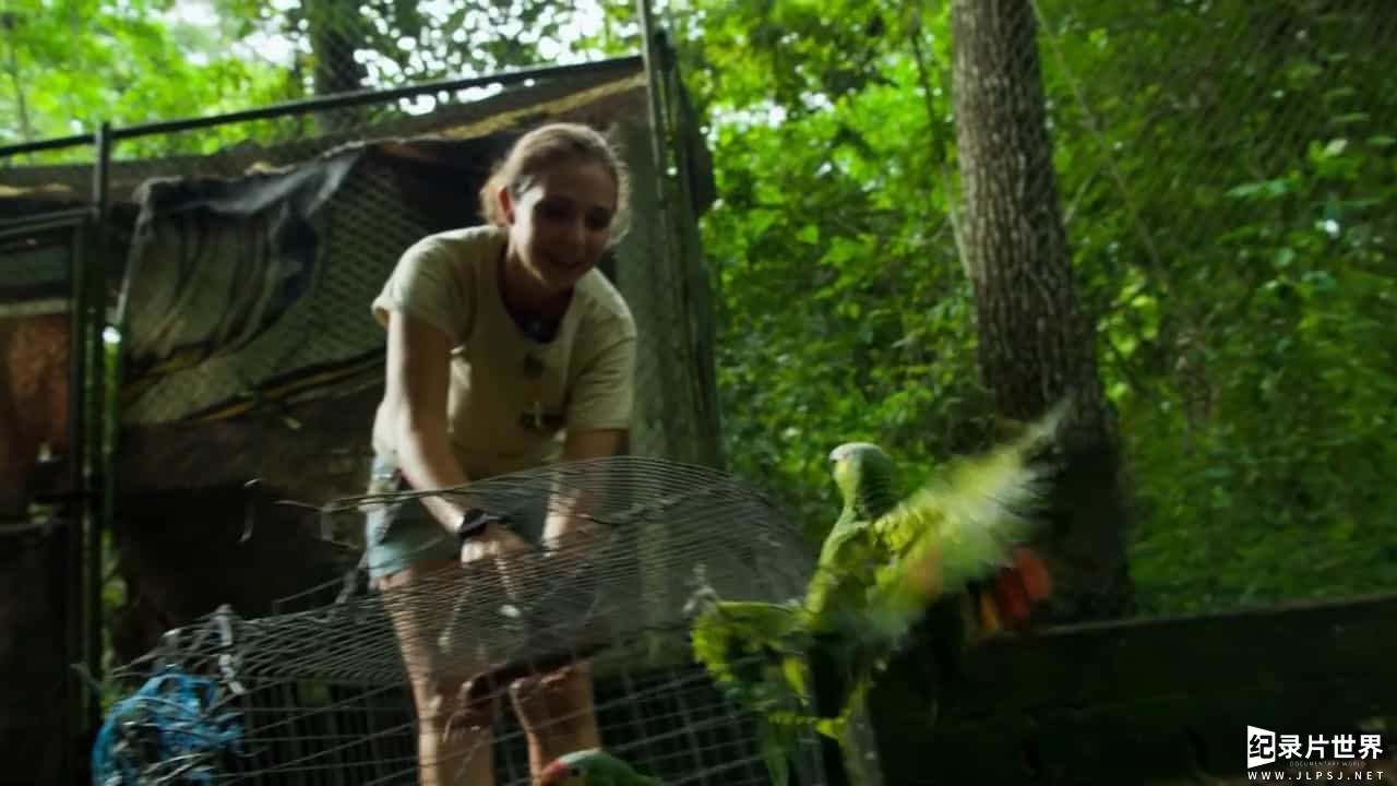 BBC纪录片《丛林动物医院 Jungle Animal Hospital 2017》全1集 