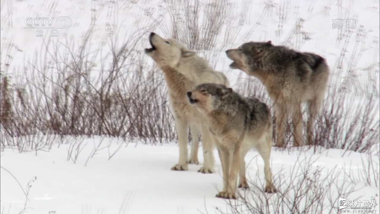 BBC纪录片《自然世界：狼之风暴 The Natural World: A Wolf Called Storm》全1集