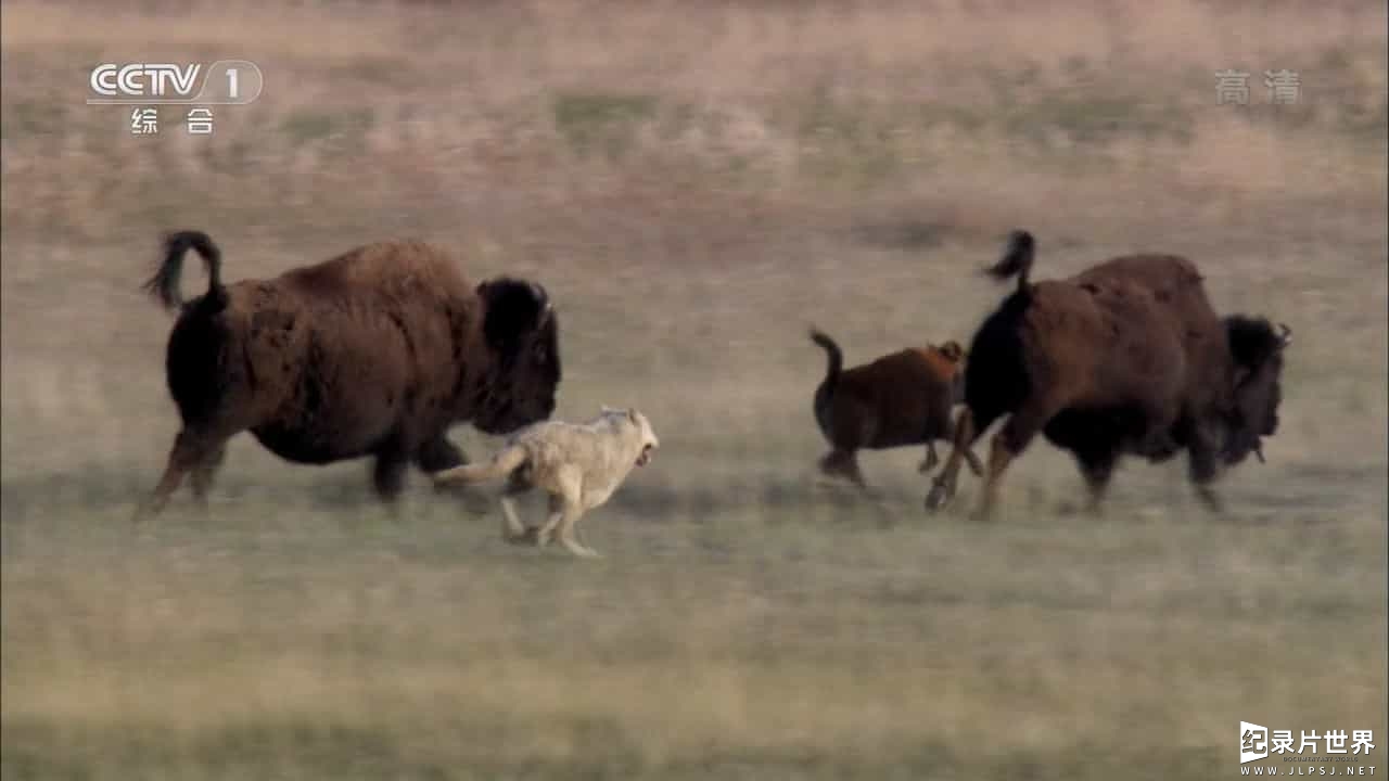 BBC纪录片《自然世界：狼之风暴 The Natural World: A Wolf Called Storm》全1集