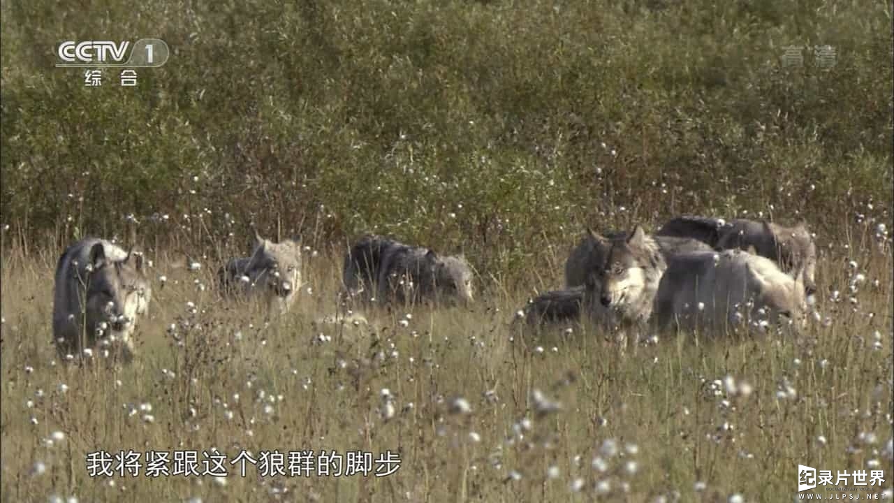 BBC纪录片《自然世界：狼之风暴 The Natural World: A Wolf Called Storm》全1集