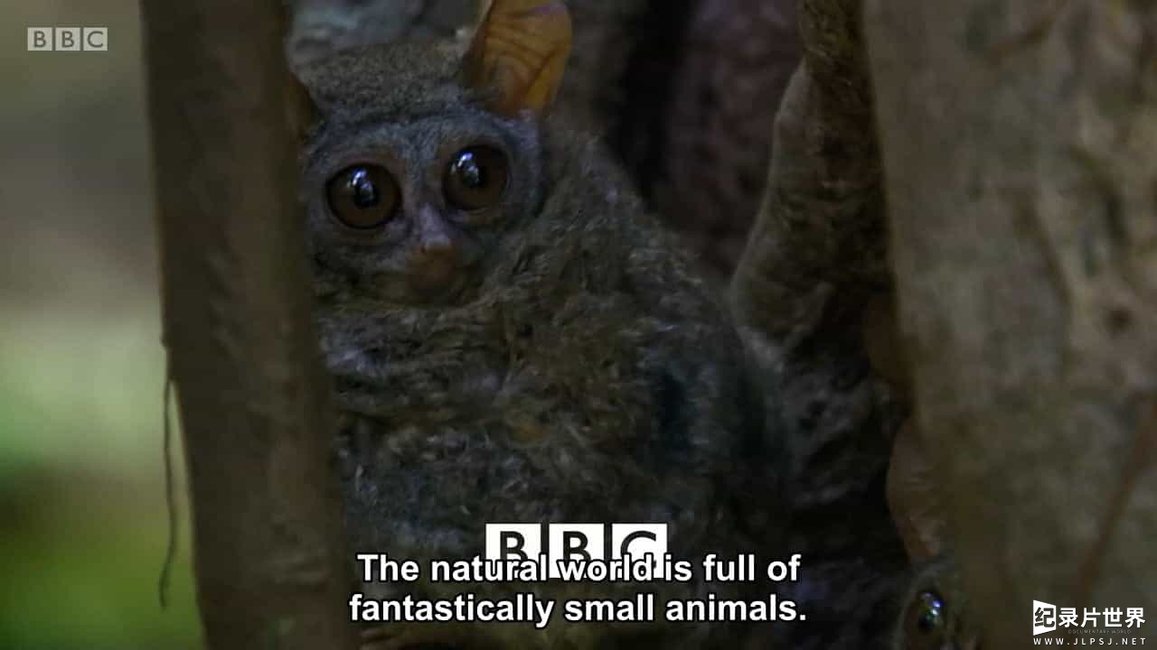 BBC纪录片《袖珍动物 Super Small Animals 2017》全1集